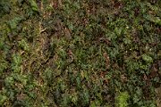 DPPhotography - Maderia - Hymenophyllum tunbrigense - G