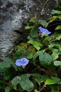 DPPhotography - Maderia - Ipomea indica - A