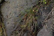 DPPhotography - Maderia - Juncus articulatus - A