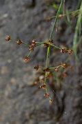 DPPhotography - Maderia - Juncus articulatus - B
