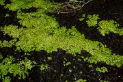 DPPhotography - Maderia - Lemna minor - A