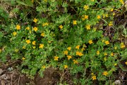 DPPhotography - Maderia - Lotus parviflorus - A