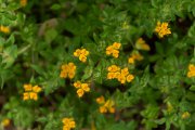 DPPhotography - Maderia - Lotus parviflorus - B