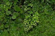 DPPhotography - Maderia - Maidenhair fern, Adiantum capillus-veneris - A