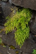 DPPhotography - Maderia - Maidenhair fern, Adiantum capillus-veneris - C
