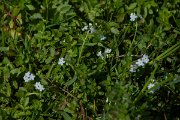 DPPhotography - Maderia - Myosotis secunda - A