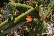 DPPhotography - Maderia - Optunia ficus-barbarica - A
