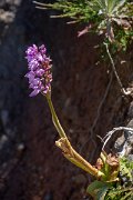 DPPhotography - Maderia - Orchis scopulorum - A