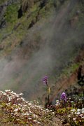 DPPhotography - Maderia - Orchis scopulorum - B