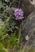 DPPhotography - Maderia - Orchis scopulorum - D