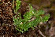 DPPhotography - Maderia - Ornithopus perpusillus - A