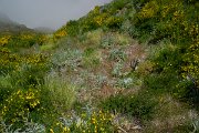 DPPhotography - Maderia - Orobanche minor - B