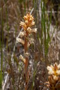 DPPhotography - Maderia - Orobanche minor - C