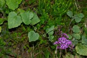 DPPhotography - Maderia - Pericallis aurita - A
