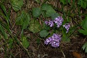DPPhotography - Maderia - Pericallis aurita - B