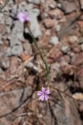 DPPhotography - Maderia - Petrorhagia nanteuilii - A