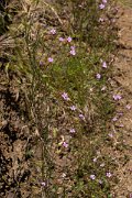 DPPhotography - Maderia - Petrorhagia nanteuilii - B