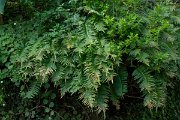 DPPhotography - Maderia - Polypodium macaronesicum - A