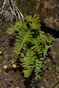 DPPhotography - Maderia - Polypodium vulgare - A