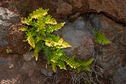 DPPhotography - Maderia - Polypodium vulgare - C