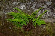 DPPhotography - Maderia - Polystichum falcinellum - A