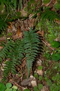 DPPhotography - Maderia - Polystichum setiferum - B