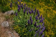 DPPhotography - Maderia - Pride of Madeira, Echium candicans - A