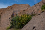 DPPhotography - Maderia - Pride of Madeira, Echium candicans - C