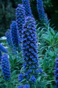 DPPhotography - Maderia - Pride of Madeira, Echium candicans - D
