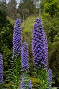 DPPhotography - Maderia - Pride of Madeira, Echium candicans - E