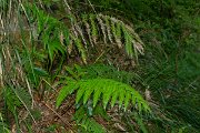 DPPhotography - Maderia - Pteris incompleta - A