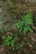 DPPhotography - Maderia - Pteris incompleta - C