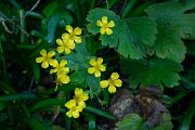 DPPhotography - Maderia - Ranunculus cortusifolius - A