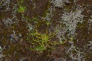 DPPhotography - Maderia - Sagina procumbens - A