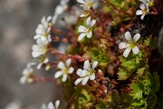 DPPhotography - Maderia - Saxifraga pickeringii - C