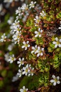 DPPhotography - Maderia - Saxifraga pickeringii - D