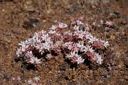 DPPhotography - Maderia - Sedum farinosum - A