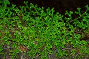 DPPhotography - Maderia - Selaginella denticulata - E