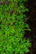 DPPhotography - Maderia - Selaginella denticulata - F