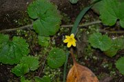 DPPhotography - Maderia - Sibthorpia peregrine, Madeira Moneywort - A