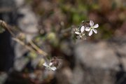 DPPhotography - Maderia - Silene gallica - A