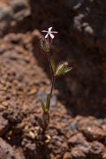 DPPhotography - Maderia - Silene gallica - C