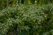 DPPhotography - Maderia - Solanum mauritianum - B
