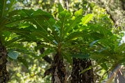 DPPhotography - Maderia - Sonchus fruticosus - A
