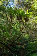 DPPhotography - Maderia - Sonchus fruticosus - B