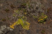 DPPhotography - Maderia - Sonchus ustulatus subsp maderensis - A