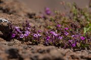 DPPhotography - Maderia - Thymus micans - A