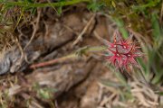DPPhotography - Maderia - Trifolium stellatum - A