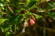 DPPhotography - Maderia - Vaccinium padifolium - A