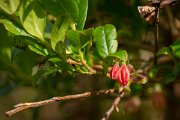 DPPhotography - Maderia - Vaccinium padifolium - B